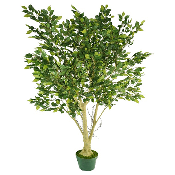 ficus