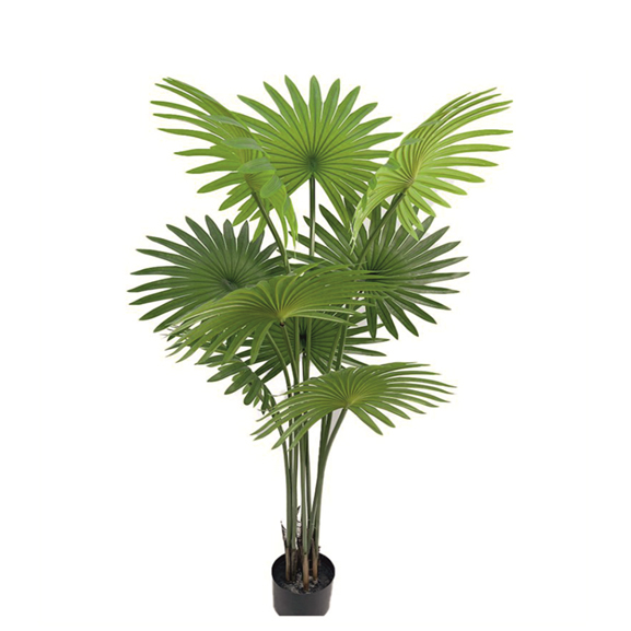 fan palm