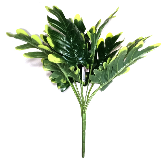 philodendron